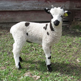 22 Mini Lamb Black